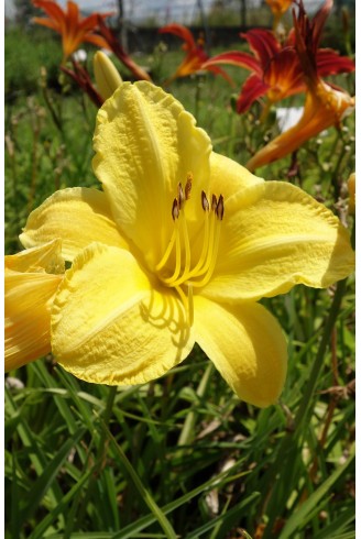 Hemerocallis 'Glittering...