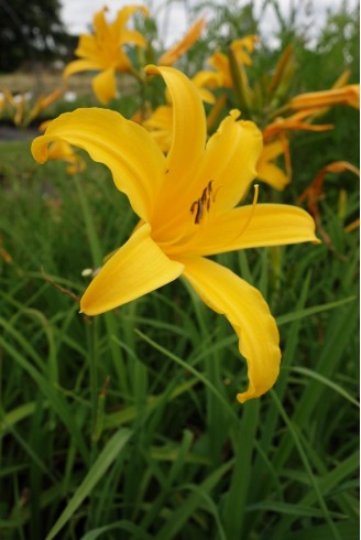 Hemerocallis 'Golden Scepter'