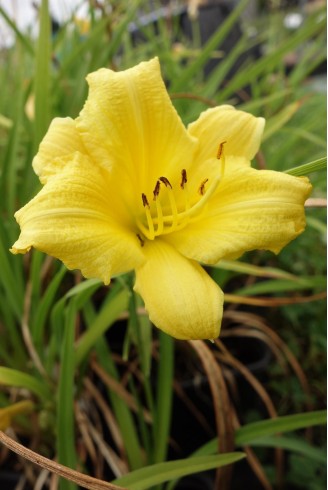 Hemerocallis 'Happy Returns'