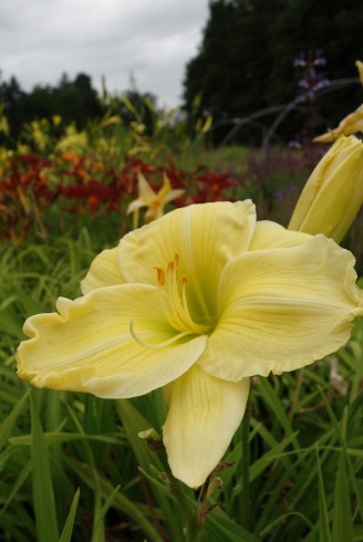 Hemerocallis 'Harry Barras'