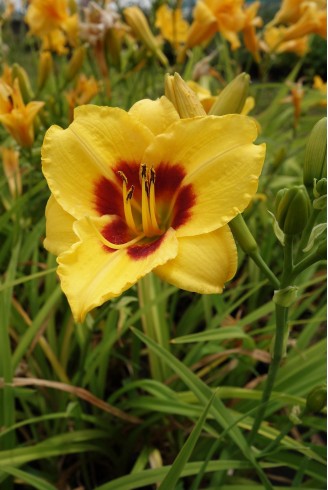 Hemerocallis 'Little Cadet'