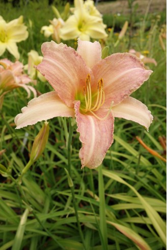 Hemerocallis 'Luxury Lace'