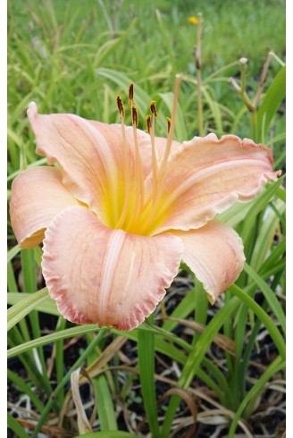 Hemerocallis 'Nuka'