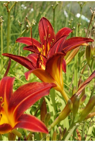 Hemerocallis 'Papoose'