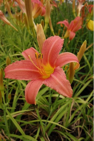 Hemerocallis 'Pink Damask'