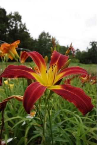 Hemerocallis 'Red Ribbons'