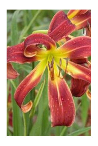 Hemerocallis 'Royal Elk'