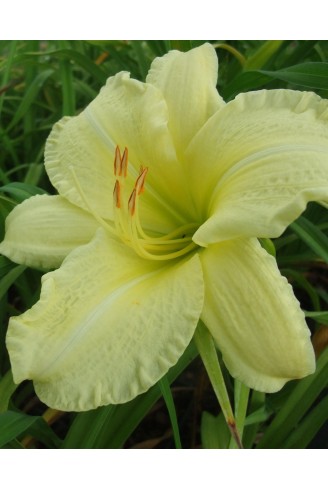 Hemerocallis 'So lovely'