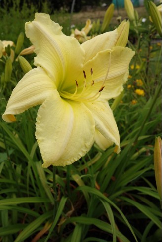 Hemerocallis 'Soft Cashmere'