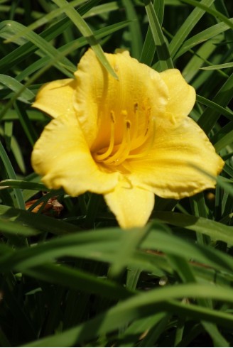 Hemerocallis 'Stella de Oro'