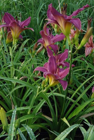 Hemerocallis 'Summer Wine'