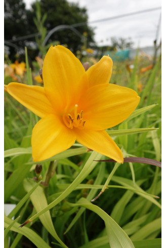 Hemerocallis 'Thumbelina'