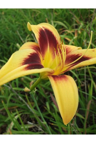 Hemerocallis 'Wideyed'