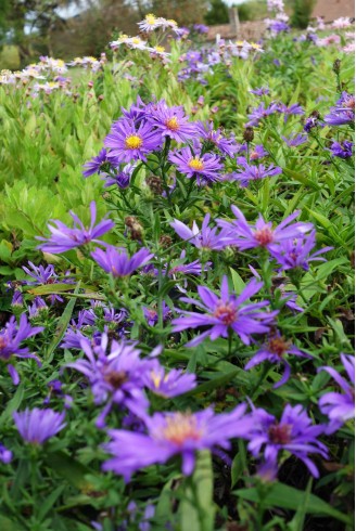 Aster 'Augenweide'