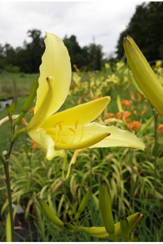 Hemerocallis altissima