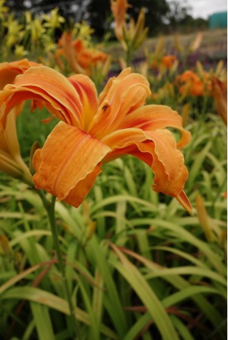 Hemerocallis fulva 'Flore...