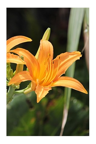 Hemerocallis fulva...