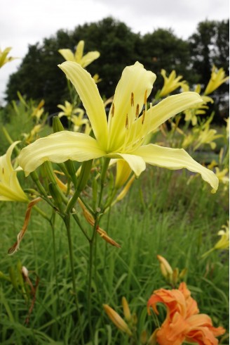 Hemerocallis lilioasphodelus