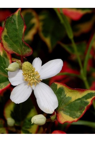 Houttuynia cordata 'Chameleon'