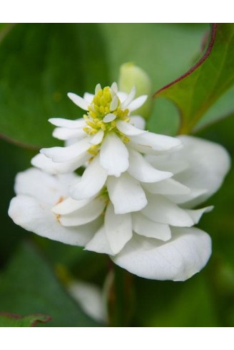 Houttuynia cordata 'Flore...