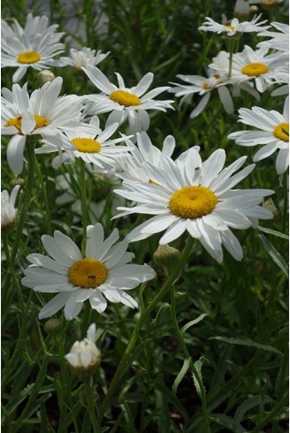 Leucanthemum x superbum...