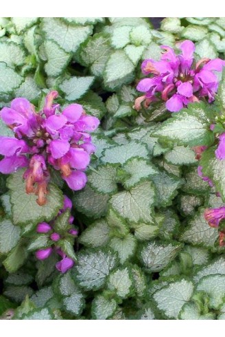 Lamium maculatum 'Beacon...