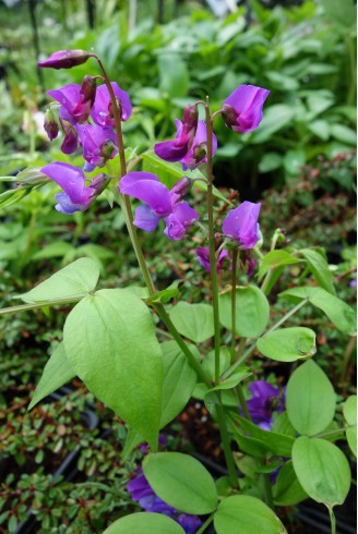 Lathyrus vernus