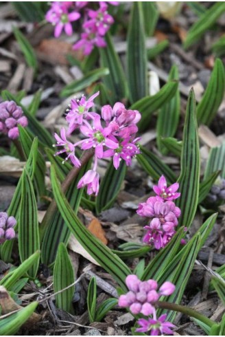 Ledebouria cooperi