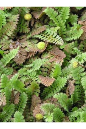 Leptinella potentillina