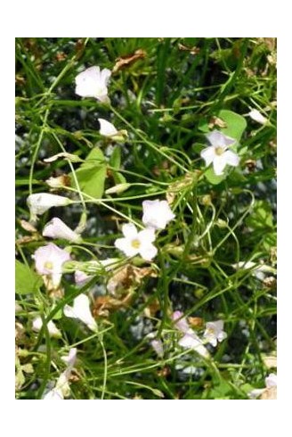 Oxalis articulata 'Liah'