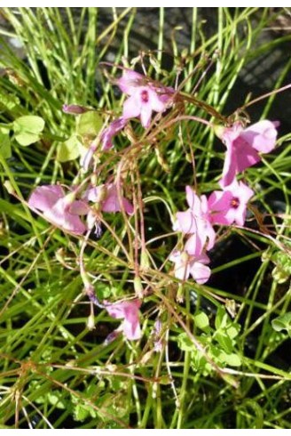 Oxalis articulata