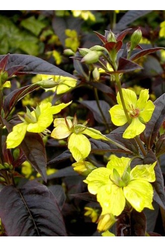 Lysimachia ciliata 'Fire...