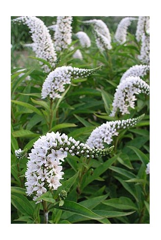 Lysimachia clethroides