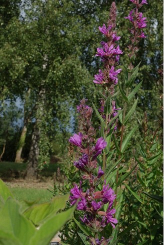 Lythrum salicaria