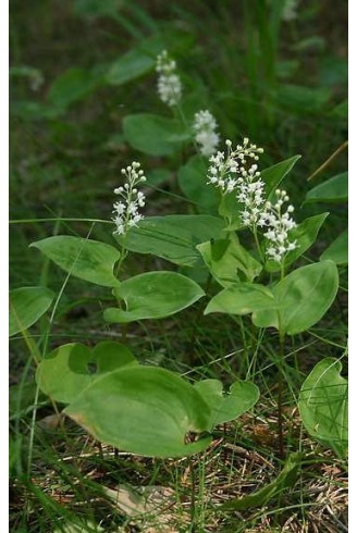 Maianthemum bifolium