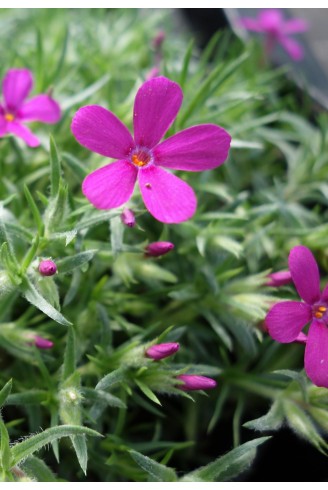 Phlox douglasii 'Crackerjack'