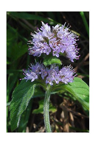 Mentha aquatica