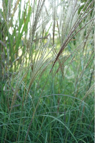 Miscanthus sinensis 'Adagio'