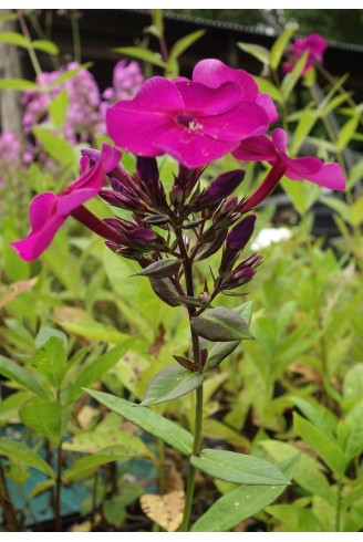 Phlox paniculata 'Düsterlohe'