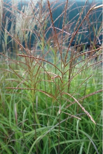 Miscanthus sinensis 'Autumn...