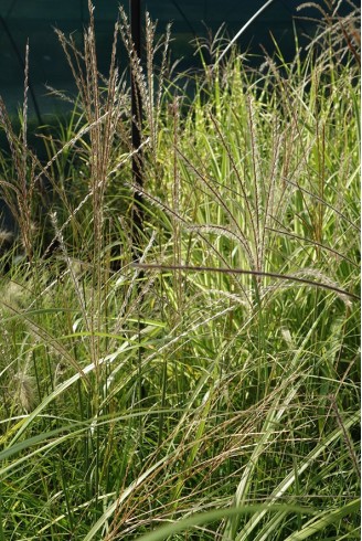 Miscanthus sinensis...