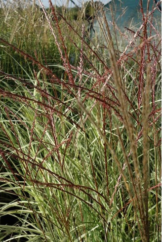 Miscanthus sinensis...