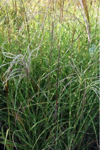 Miscanthus sinensis...