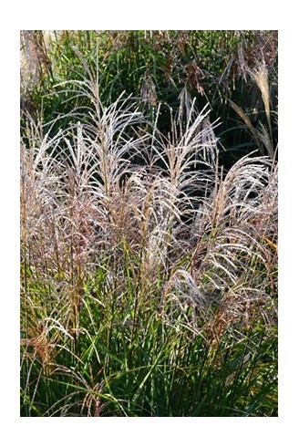 Miscanthus sinensis...