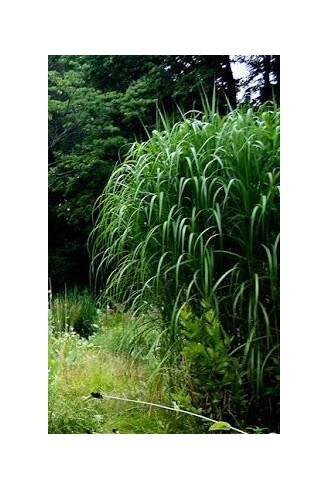 Miscanthus sinensis...