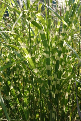 Miscanthus sinensis 'Giraffe'