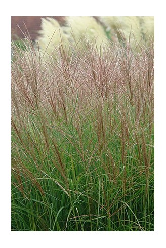 Miscanthus sinensis 'Gnome'