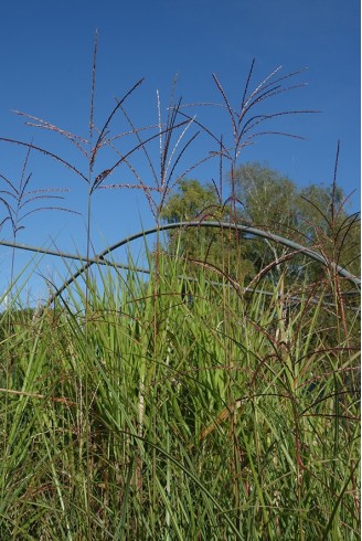 Miscanthus sinensis 'Gold...