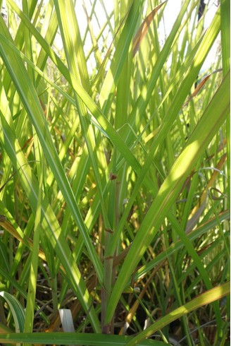 Miscanthus sinensis 'Goliath'