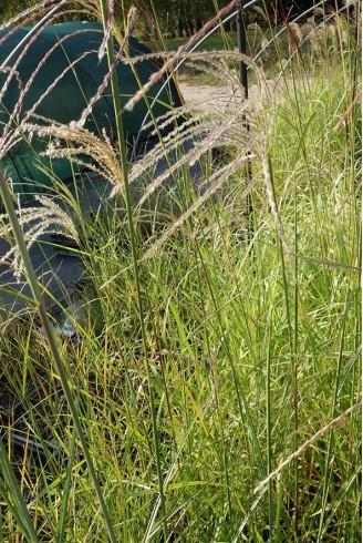 Miscanthus sinensis 'Haiku'